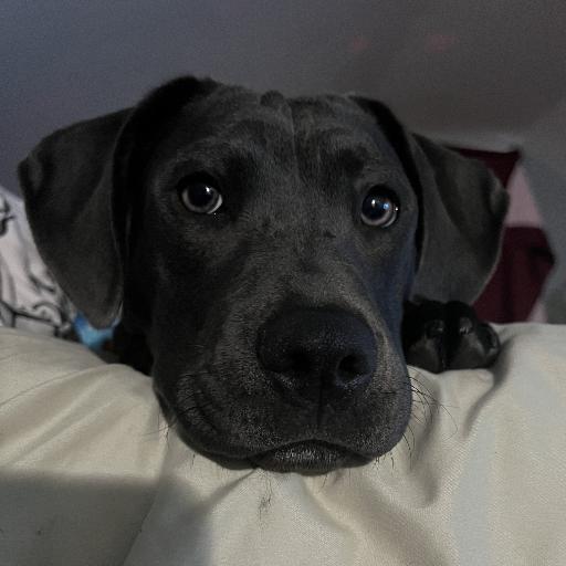 Crazypupper
