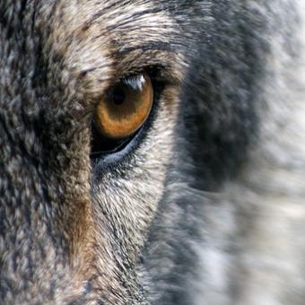 Blackwarg