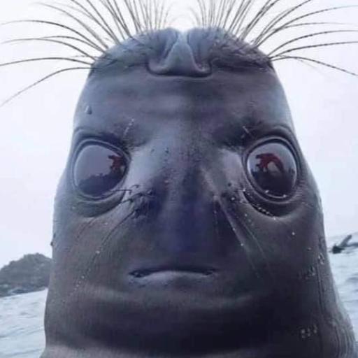 Sutmindillerbobs