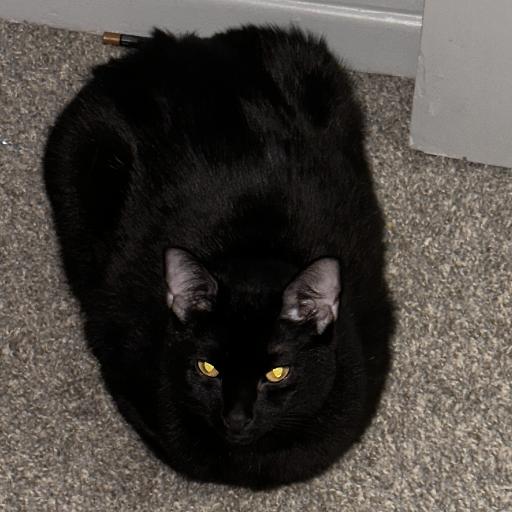 Coalcat
