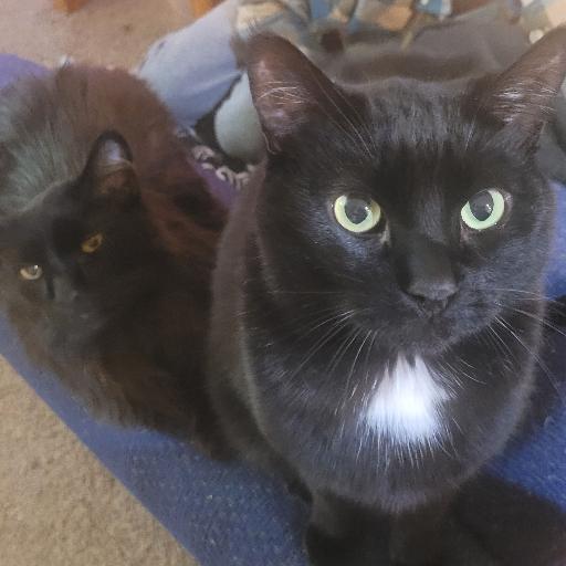 Meowor