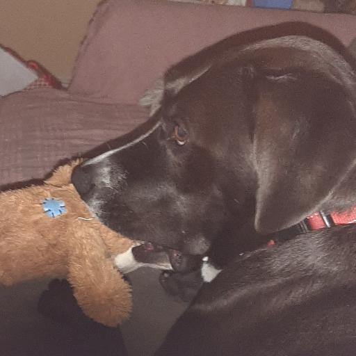 puppypower