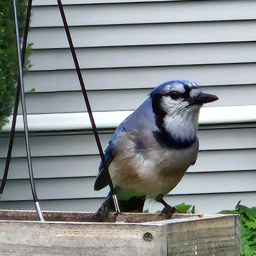 CrowJay