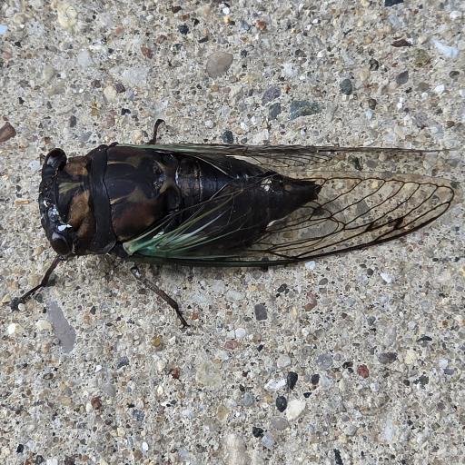 AEAF