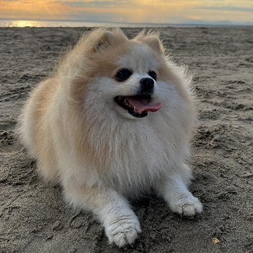 PopyMonster