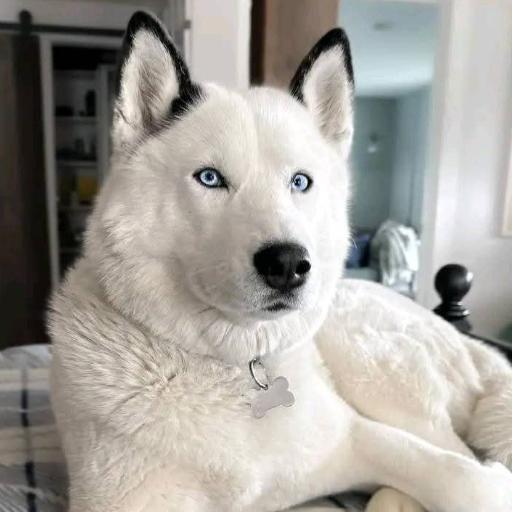 Big_Dog_HS