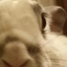 ARbunnygirl
