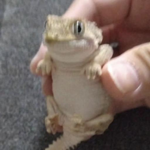 Gazorpadonk