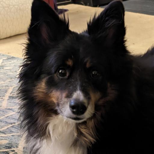 GoodBoy1