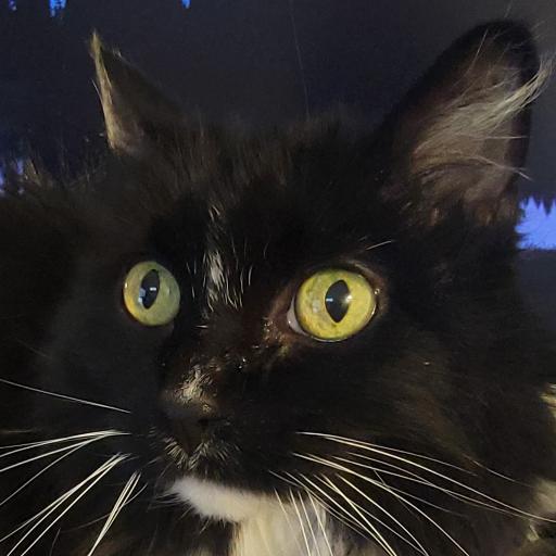 KoolCat