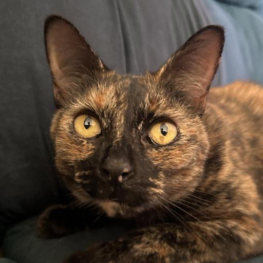 amiai