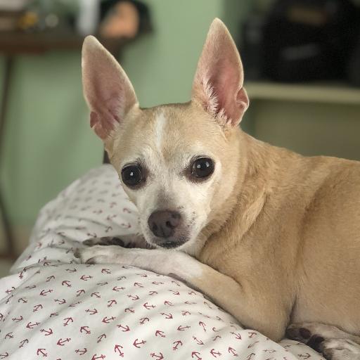 Perla