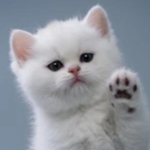 White_kitty