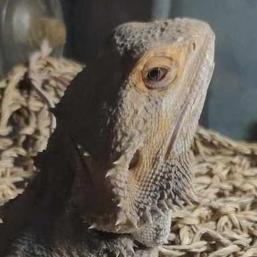 A_Judgy_Lizard