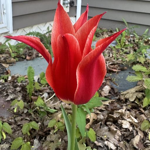 Jimmytulip