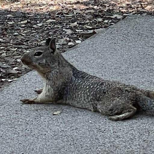 KryptoSquirrel