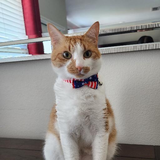 TrumpyCat