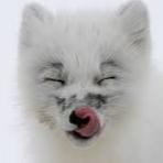 SnowdenFox
