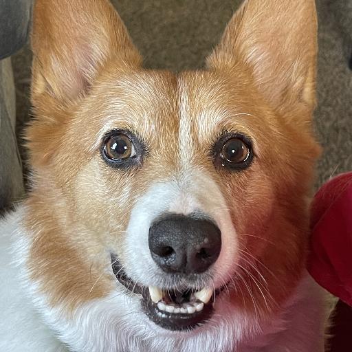Rocky_Roo