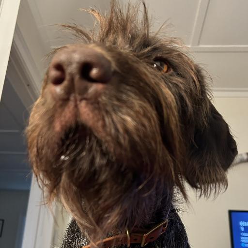Birddog34