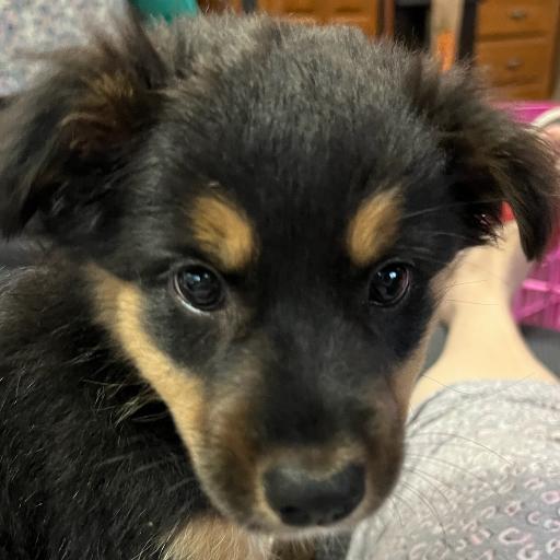 PuppyPower1