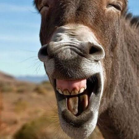 HungDonkey