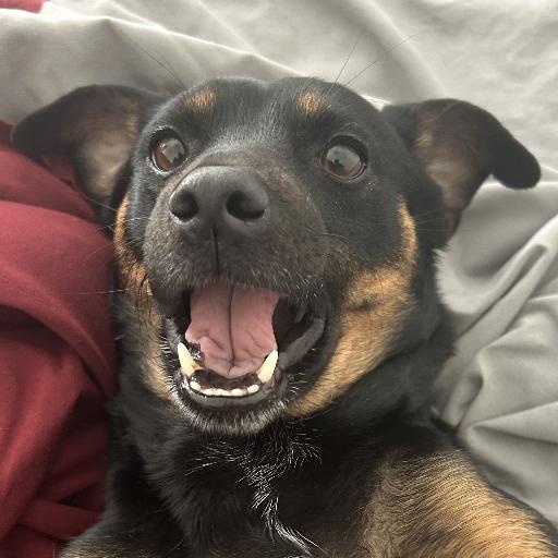 FrankiePuggs