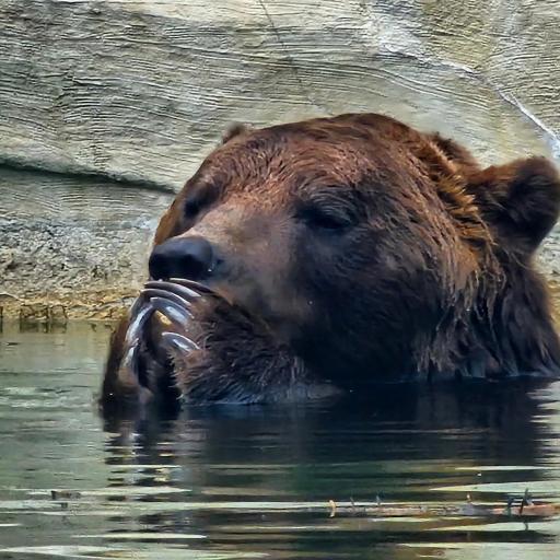 DaLazyBear