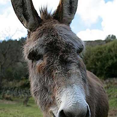 Muledrvr