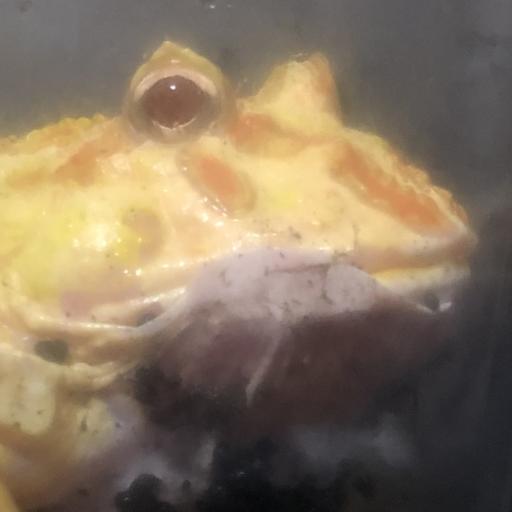 NYAMUHI