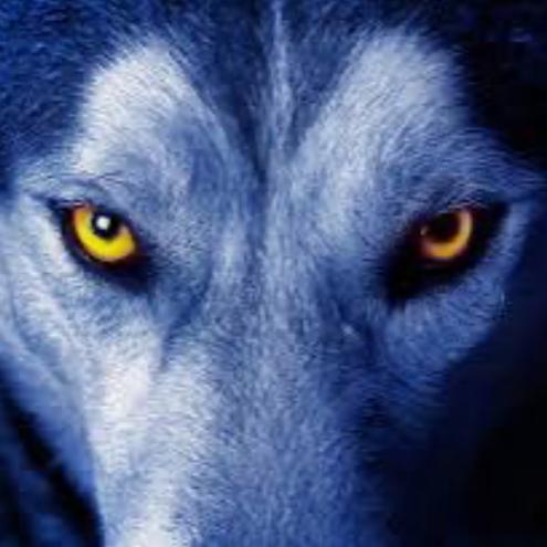 LoneWolfLXXVII
