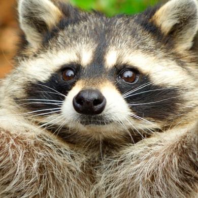 fuzzylittlebob
