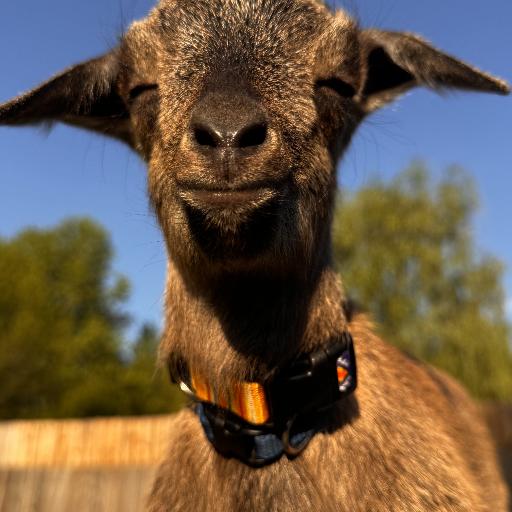 GoatNuggets