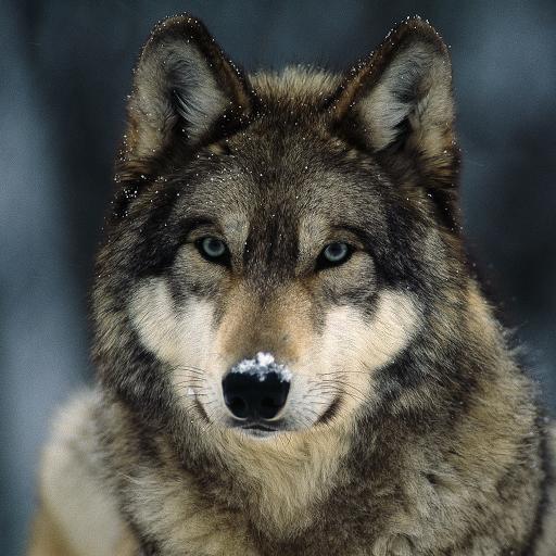 LazerWolf79