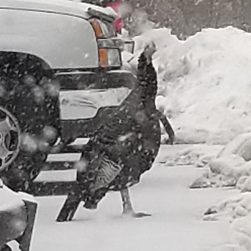 SnowTurkey