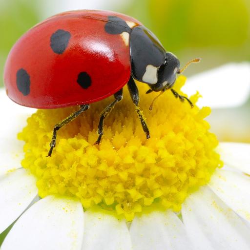 Ladybug1975