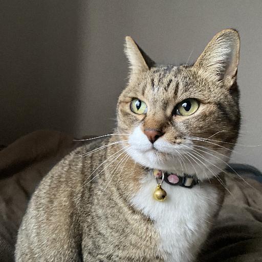 masut