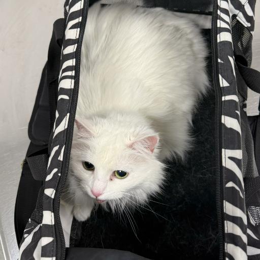Palamino