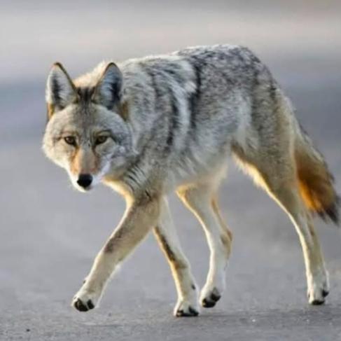 Coyote_Trails