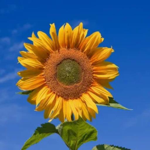 MimiSunflower