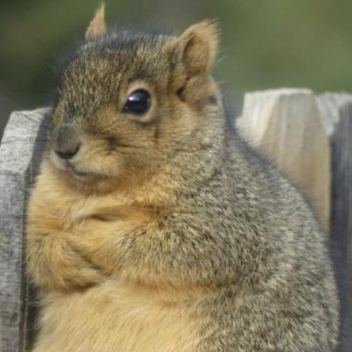 squirrelyx