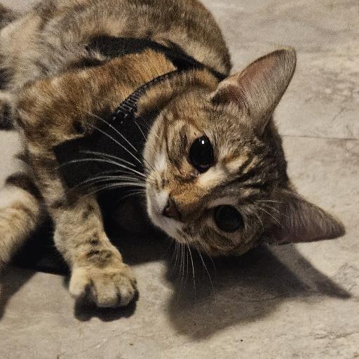 CharliHeloise