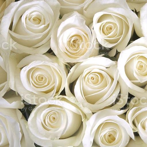 Whiteroses