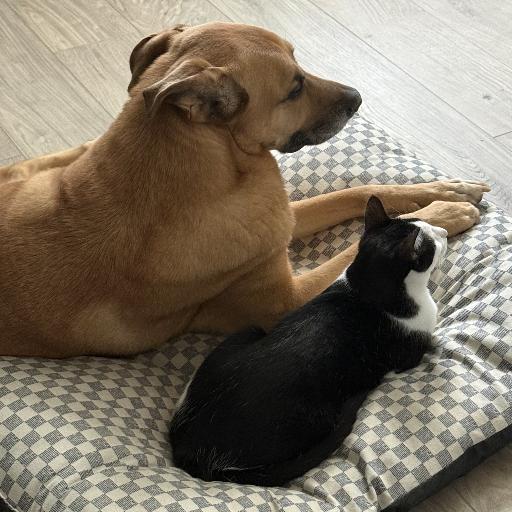 Cutebabycats