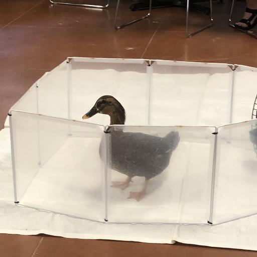 TurnDuck15