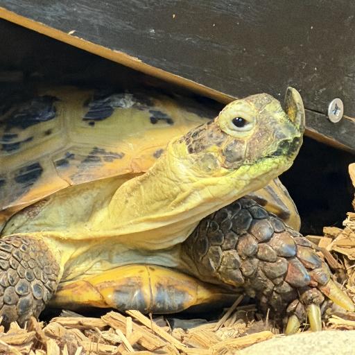 Aj_da_turtle