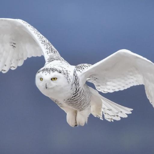 RiouxOwl