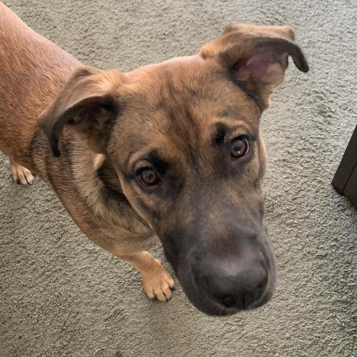 NitroPuppy
