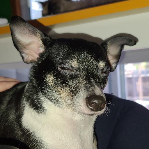 J_Doberman