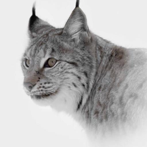 BaddCatt